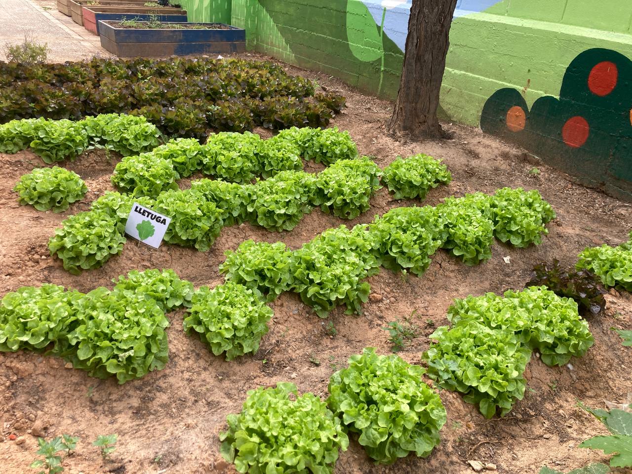 Huerto Escolar Cocentaina