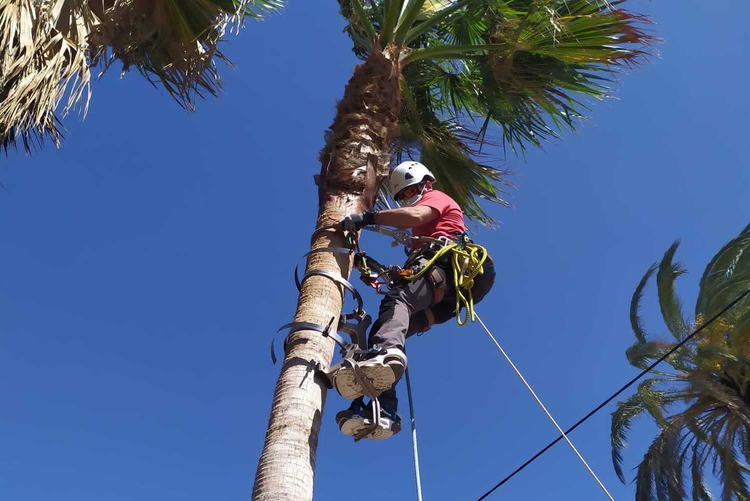 Poda Palmeras L'Olleria